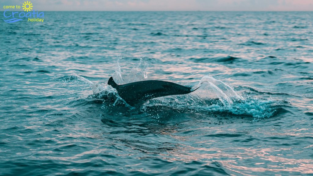 Swimming with Dolphins