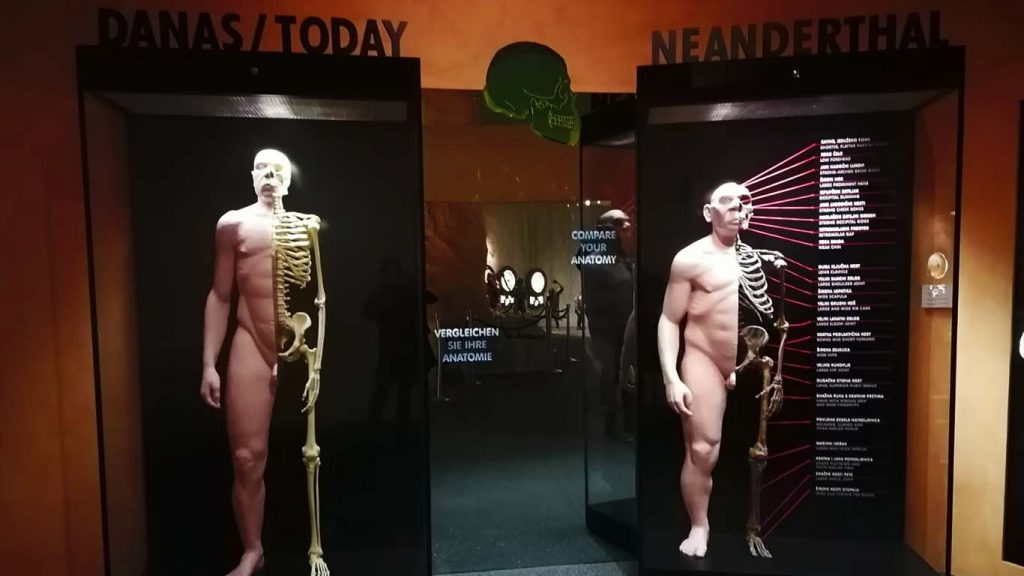 A comparison of modern and prehistoric man in The Museum of Krapina Neanderthals