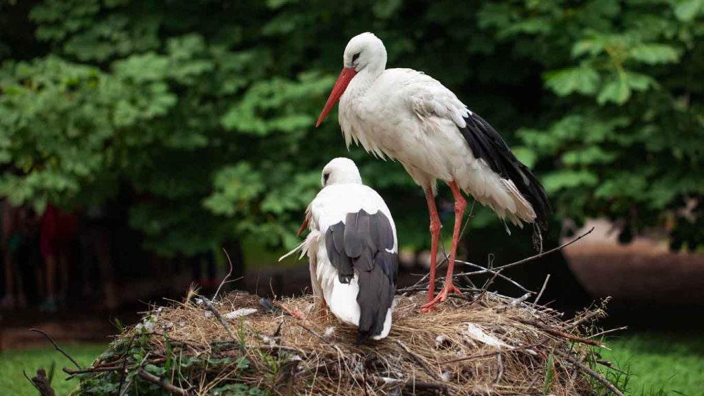 Storks in Čigoč