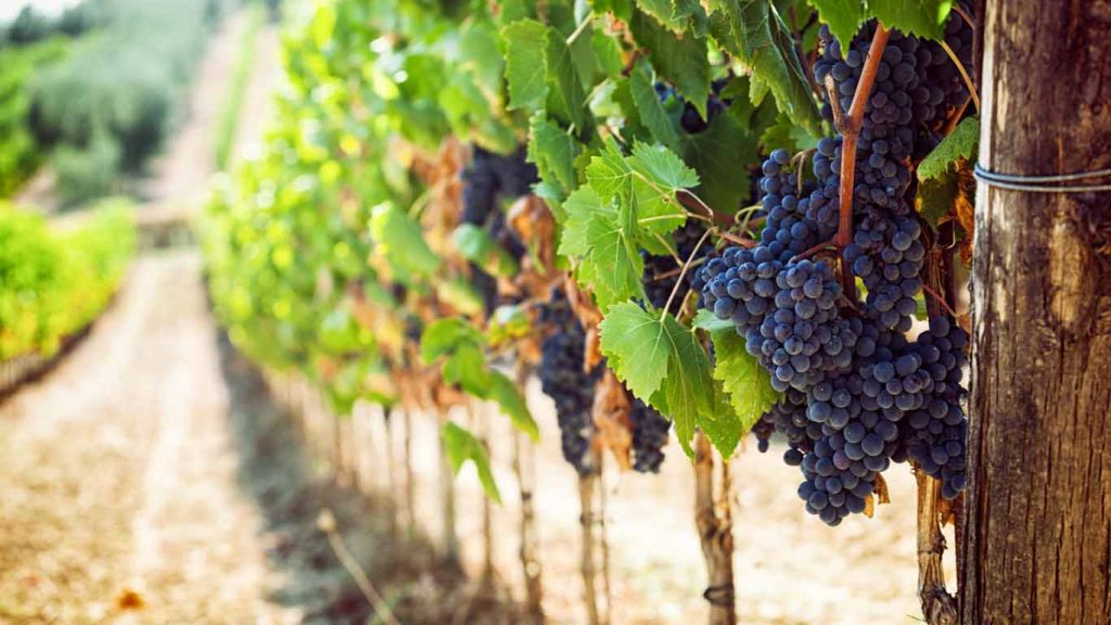 Grapes