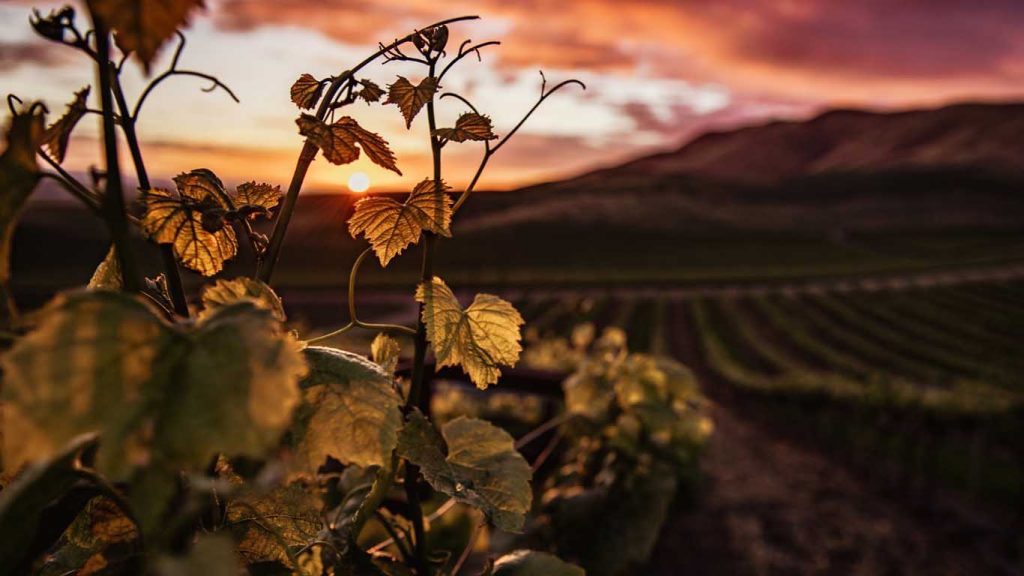 Wine regions in Croatia