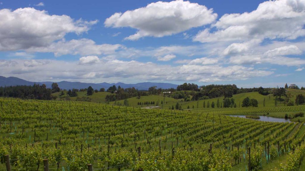 Wine regions of Croatia 1