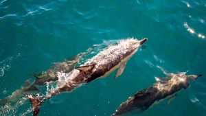 Dolphins surprised the observers and won the hearts of all present! 2