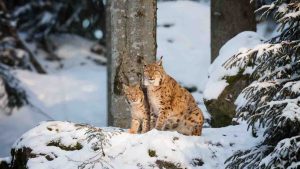 Croatia's lynx cubs