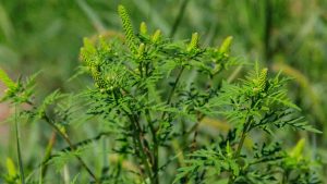 Eco-Friendly Zagreb 3