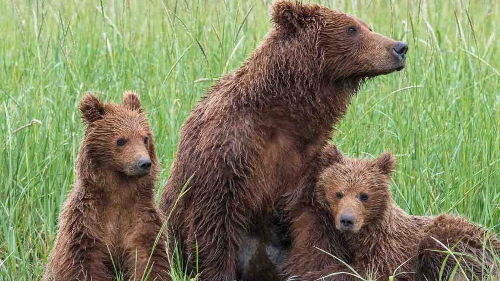 Kuterevo Bear Sanctuary 2